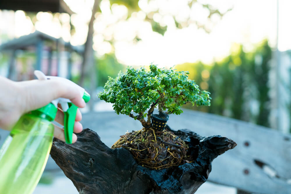 Bonsai care and tending houseplant growth. Watering small tree