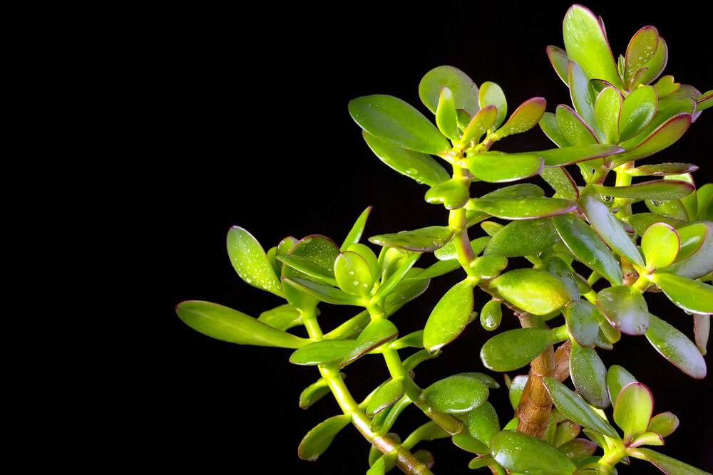 Crassula ovata or money tree succulent plant closeup on black background