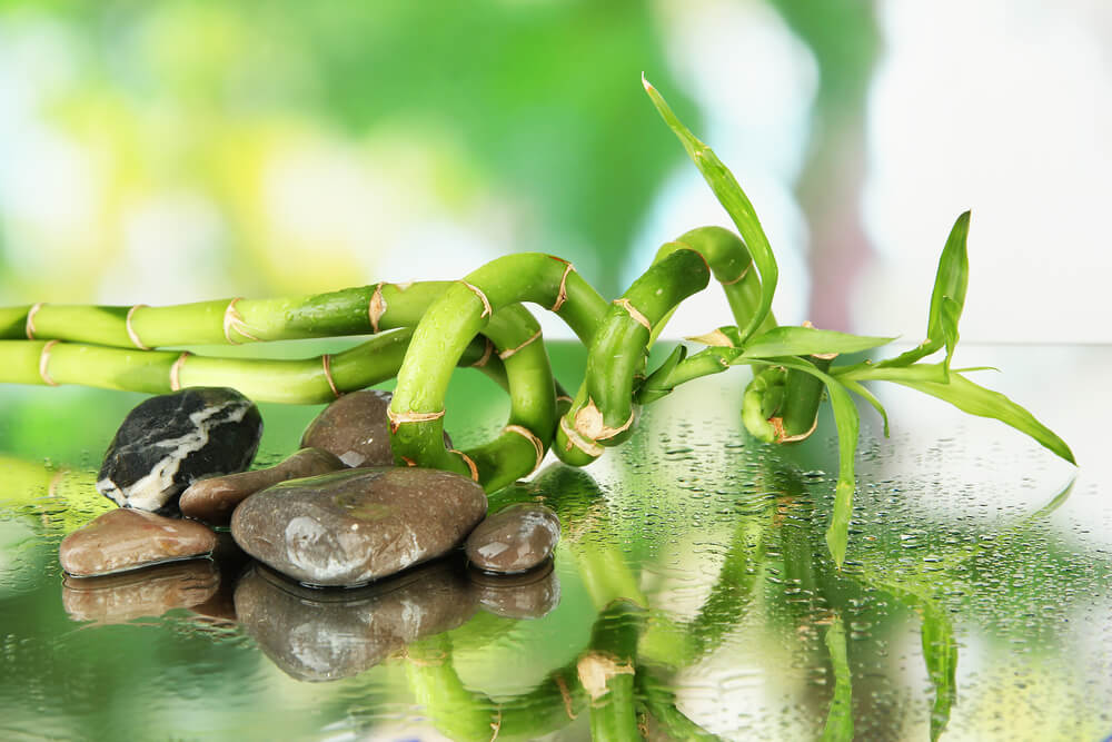 Still life with green bamboo plant and stones, on bright background